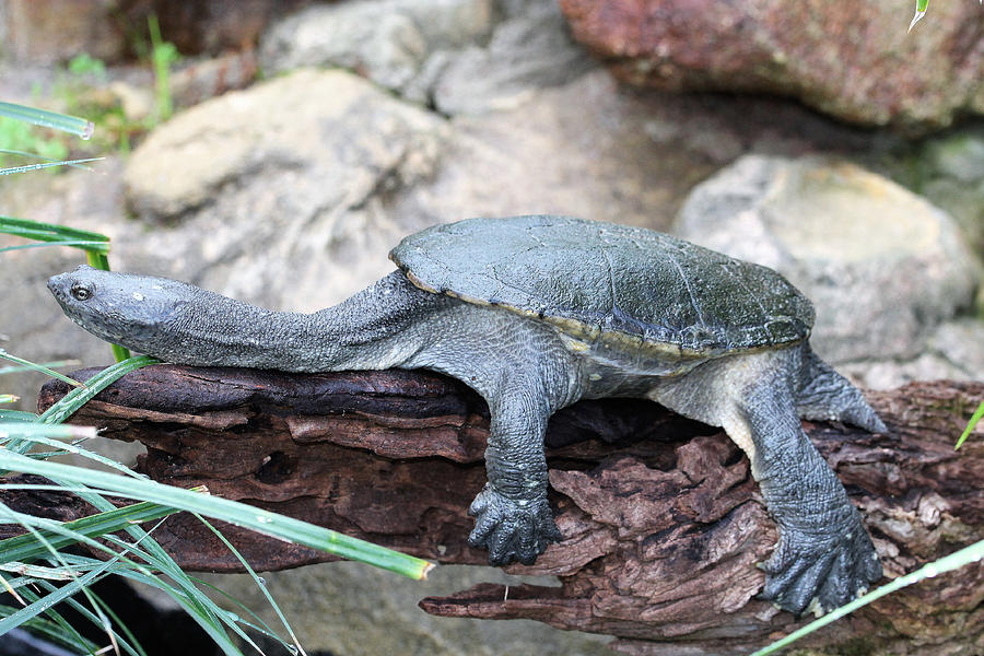 Jackson - Oblong Turtle Photograph by Carolyn Parker