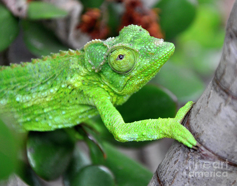 Nature Photograph - Jackson Chameleon aka Prince Charming by Paula Joy Welter