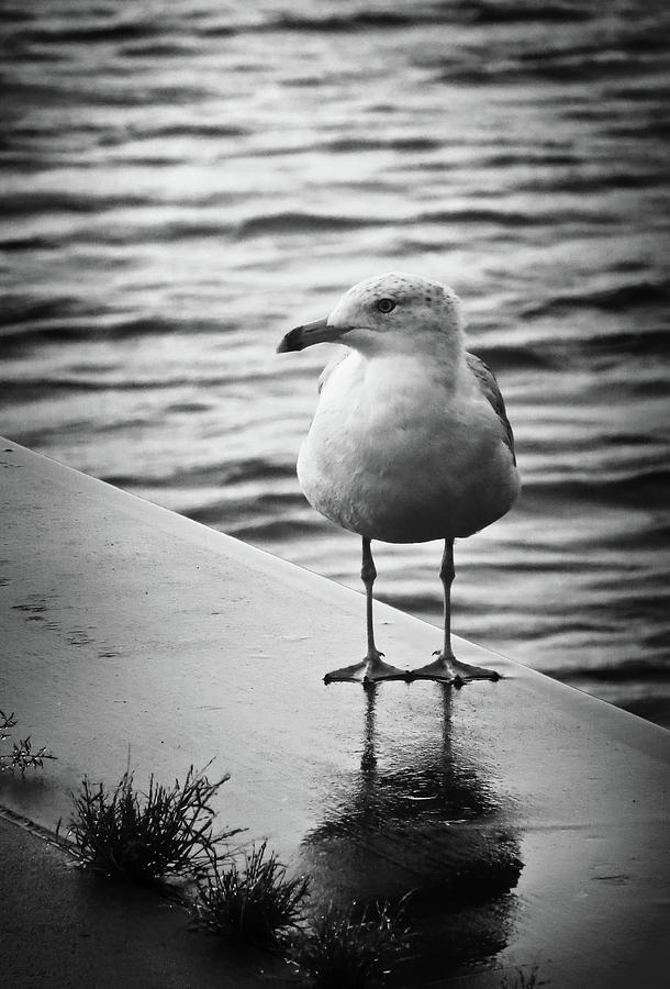Jackson Street Pier Seagull Photograph by Shawna Rowe
