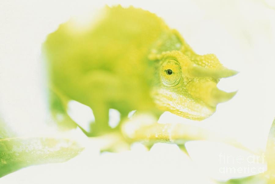 Jacksons Chameleon Color Photograph by Carl Shaneff - Printscapes