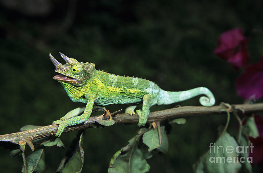 Jacksons Chameleon on Branch Photograph by Dave Fleetham - Printscapes