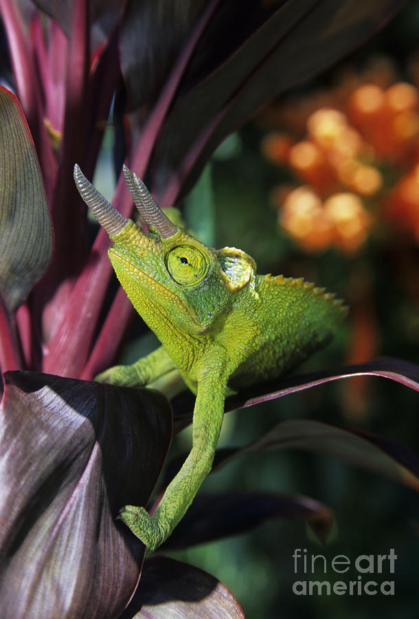 Jacksons Chameleon on Leaf Photograph by Dave Fleetham - Printscapes