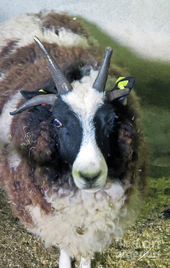 Jacob Sheep by Cindy Murphy Jacob Sheep by Cindy Murphy