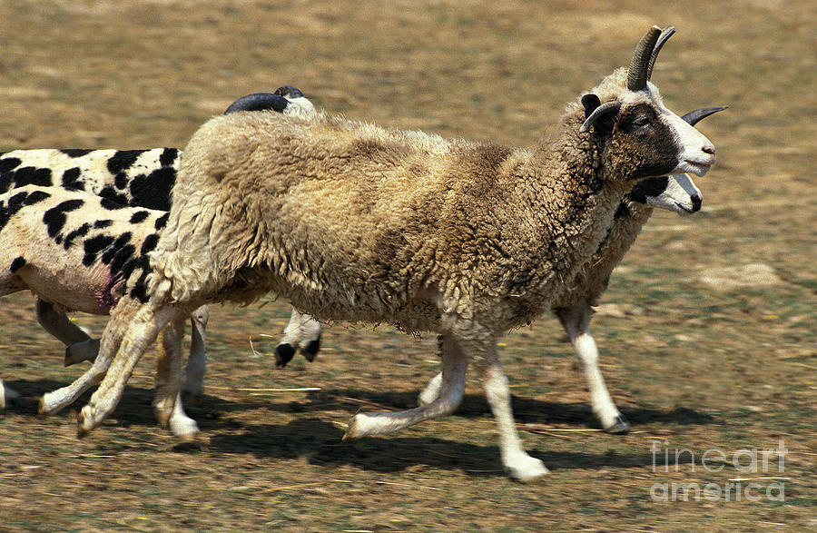 Jacob Sheep Photograph by Gerard Lacz