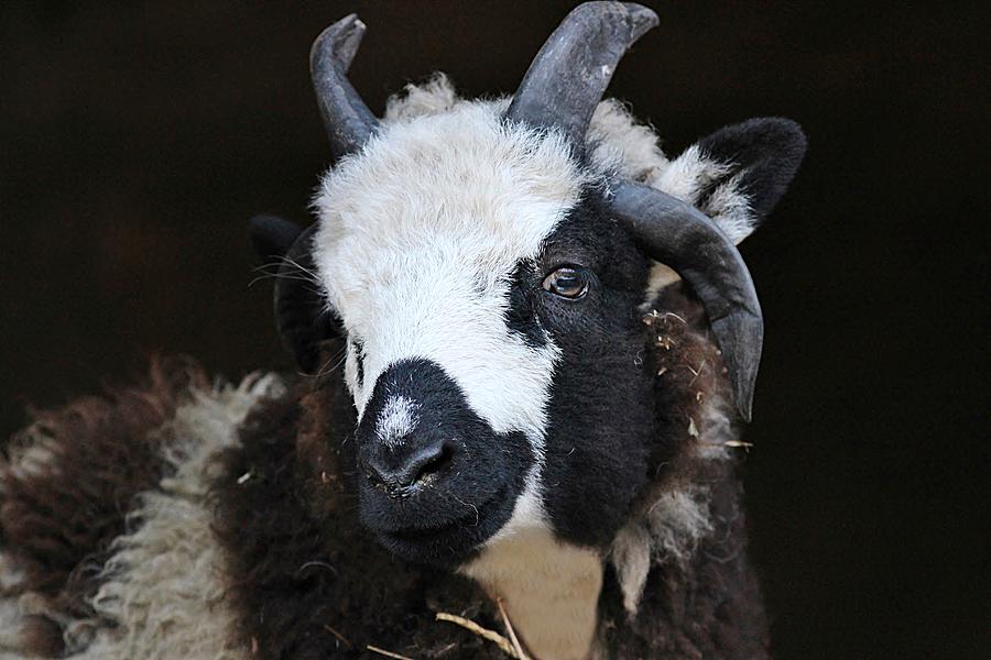 Jacob Sheep Photograph by Linda Crockett - Pixels