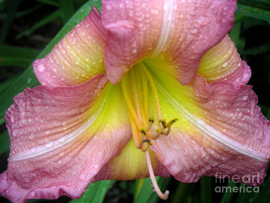 Nature Photograph - Jacquelines Garden - Lily Glistening Thrice by Lucyna A M Green