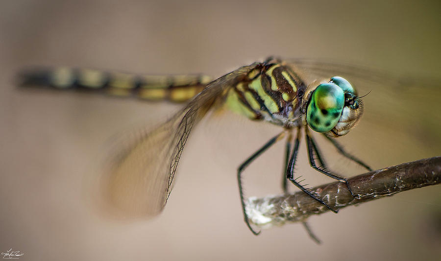 Dragonfly Photograph - Jade Eyes by Phil And Karen Rispin