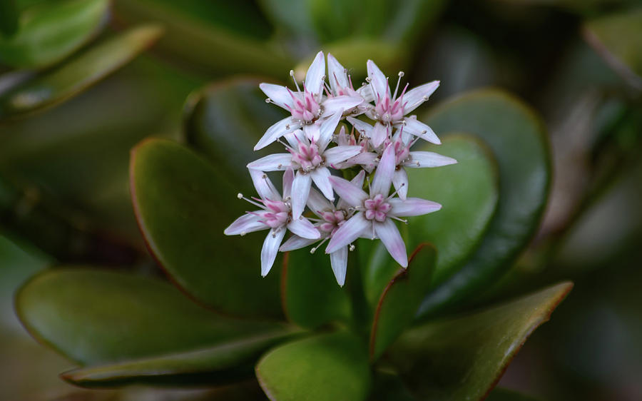 Jade Plant in Bloom Photograph by Merrillie Redden | Fine Art America