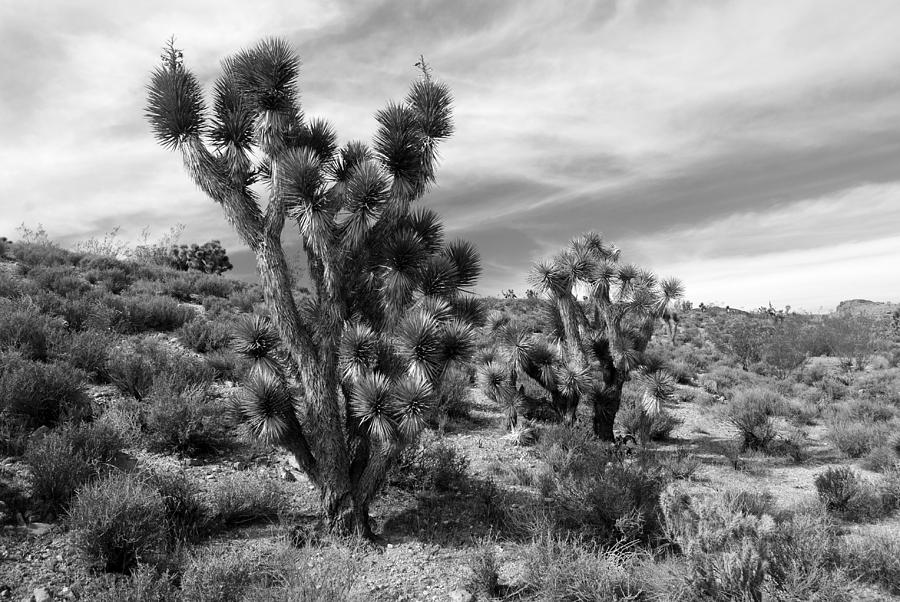 Jaegers Joshua Trees Photograph by Nathan Abbott
