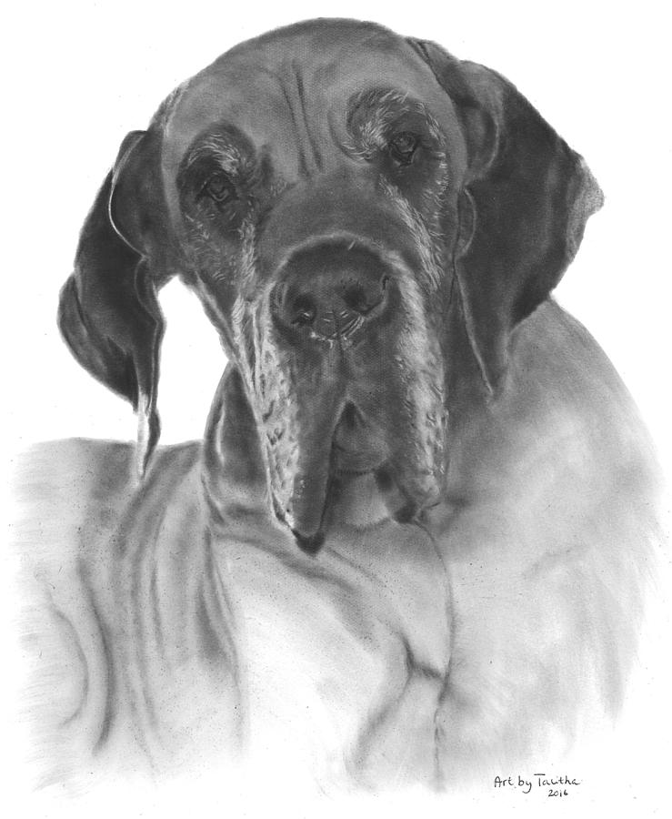 Jaelle the Great Dane Pastel by Art by Talitha - Fine Art America