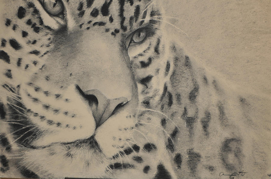 Jaguars Drawing - Jag by Adrian Pickett Jr