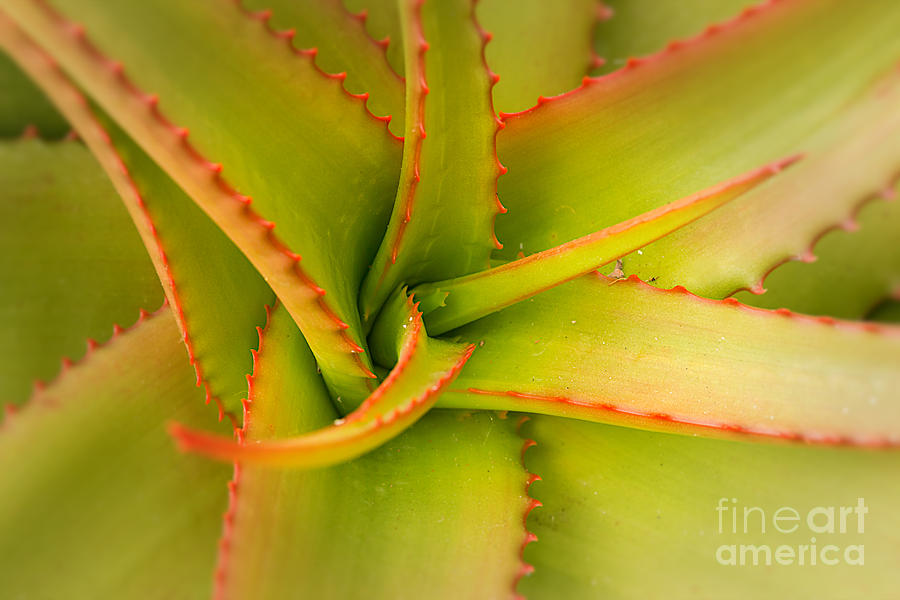 Jagged Aloe Photograph by Ana V Ramirez