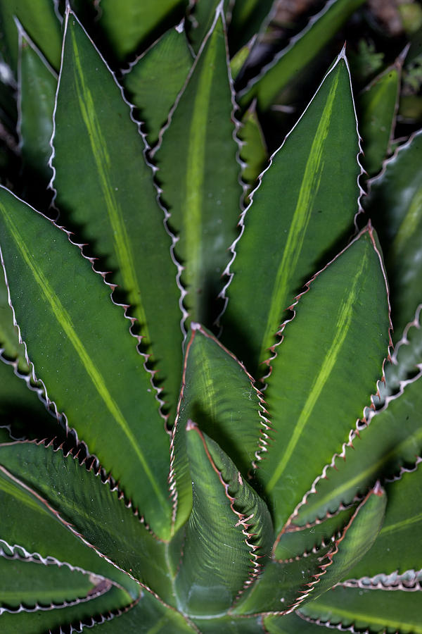 Jagged Edge Photograph by Jeff Donald - Fine Art America