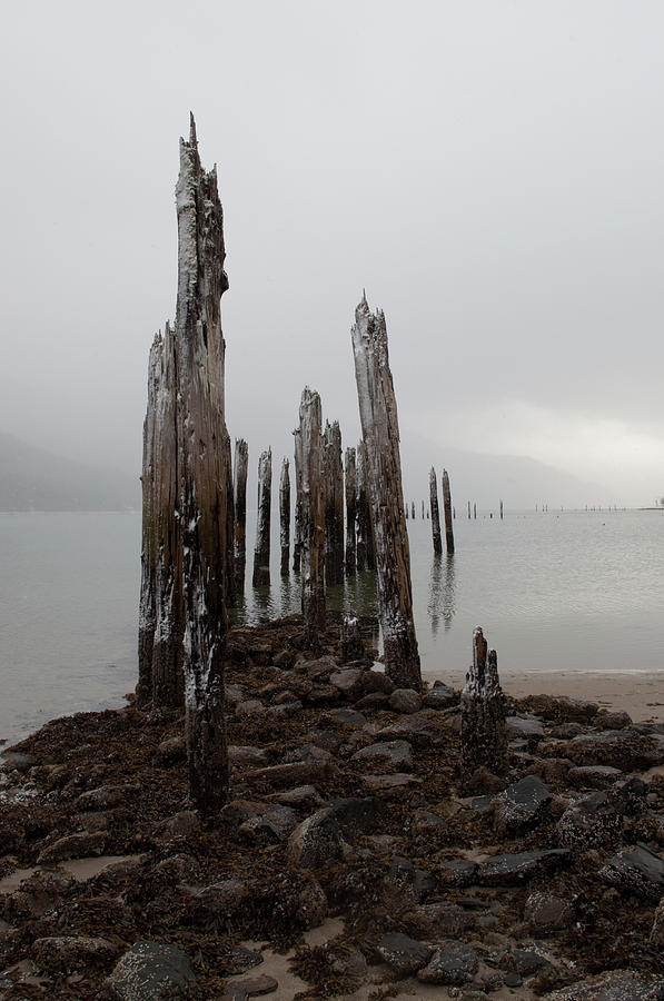 Jagged Pilings Photograph by Cathy Mahnke