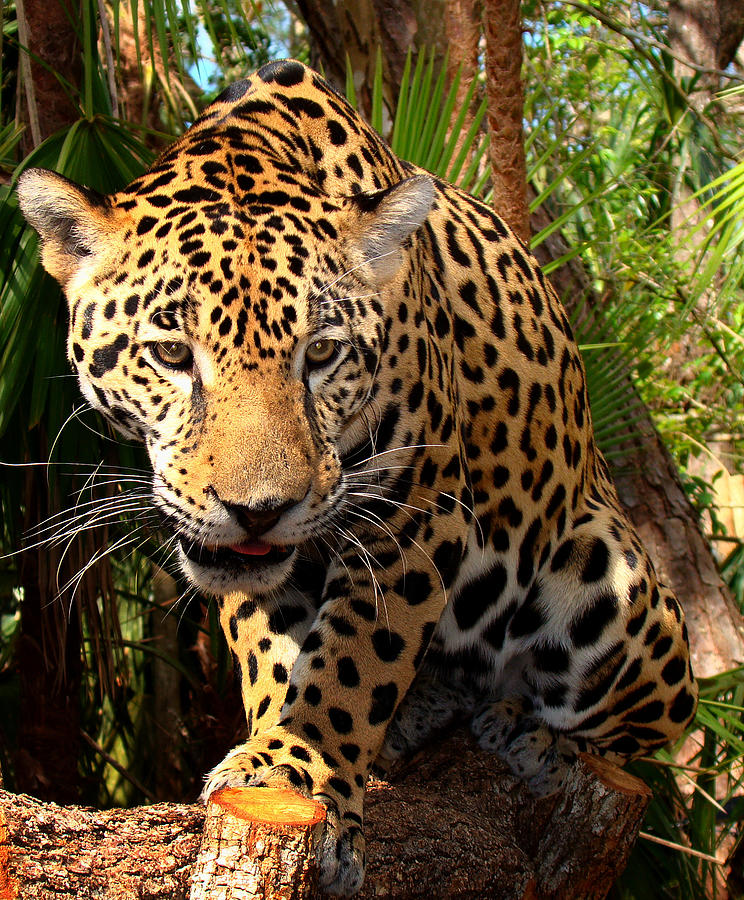 Jaguar Adolescent Photograph by Ellen Henneke