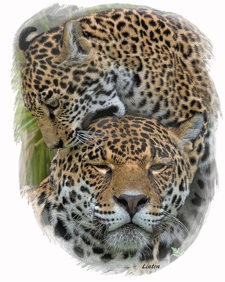 Jaguar Affection Digital Art by Larry Linton
