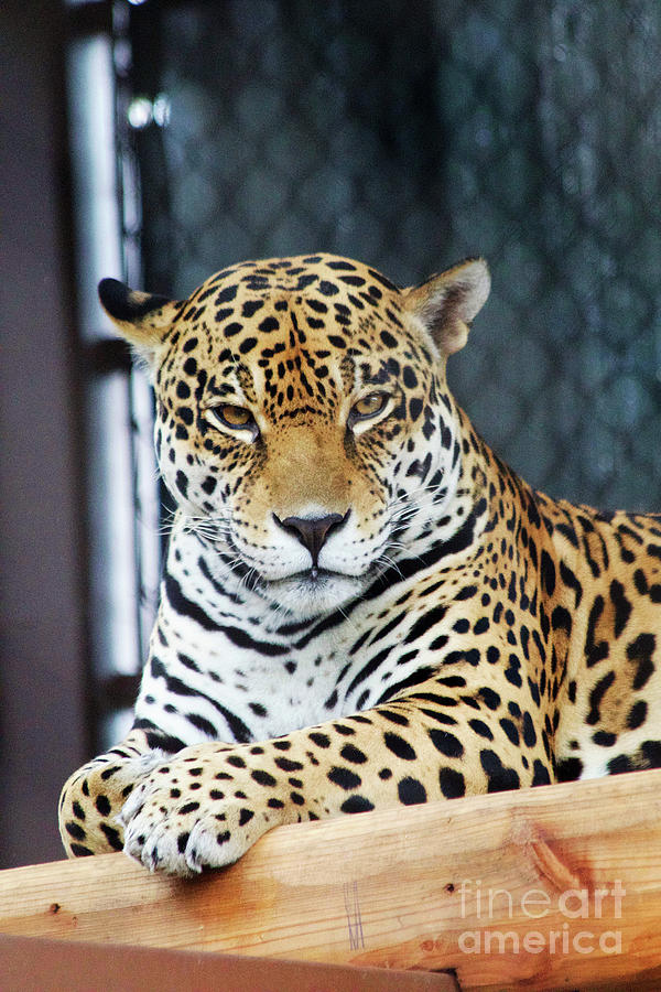 Jaguar Photograph by Afrodita Ellerman
