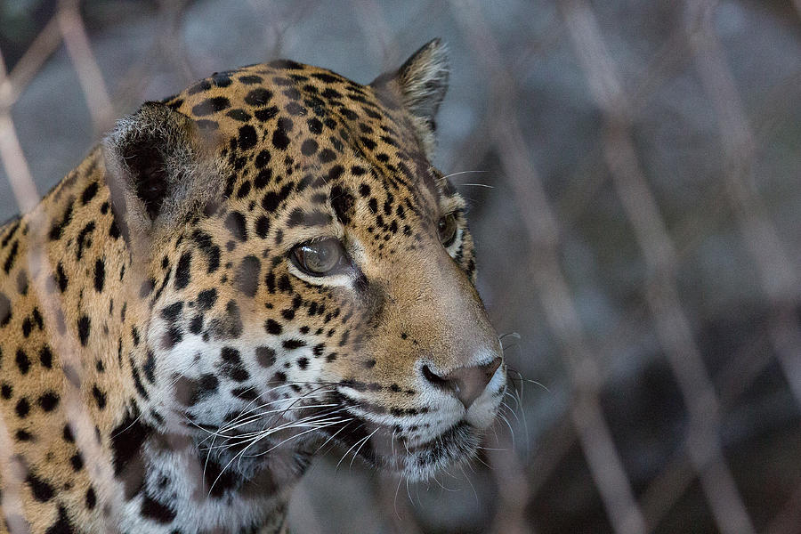 Jaguar Photograph by Allan Morrison