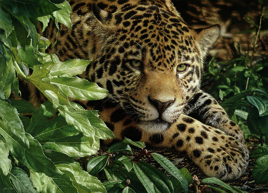 Jaguar - At Rest Painting by Collin Bogle