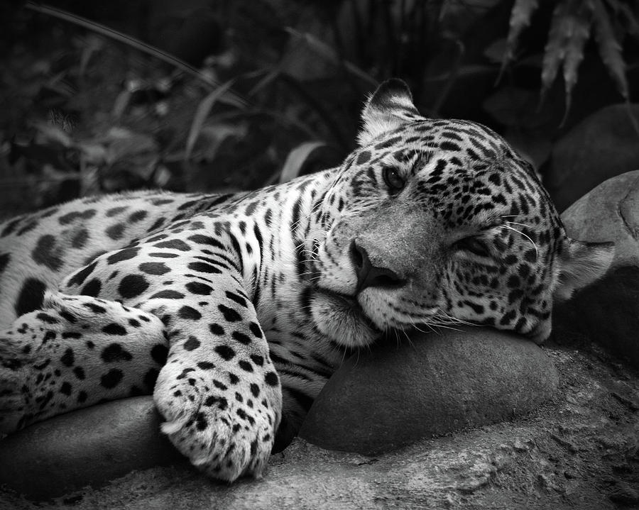 Jaguar at Rest Photograph by Stephen Dennstedt