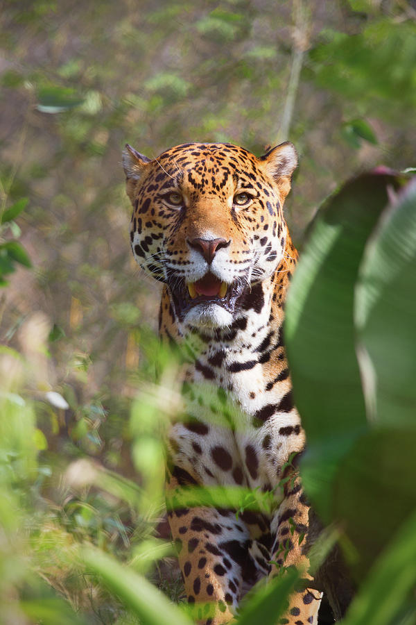 Jaguar Photograph by Brian Knott Photography - Fine Art America