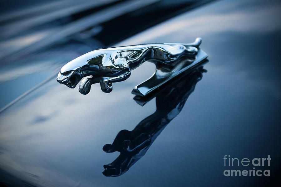 Jaguar Car Mascot Photograph by Colleen Kammerer