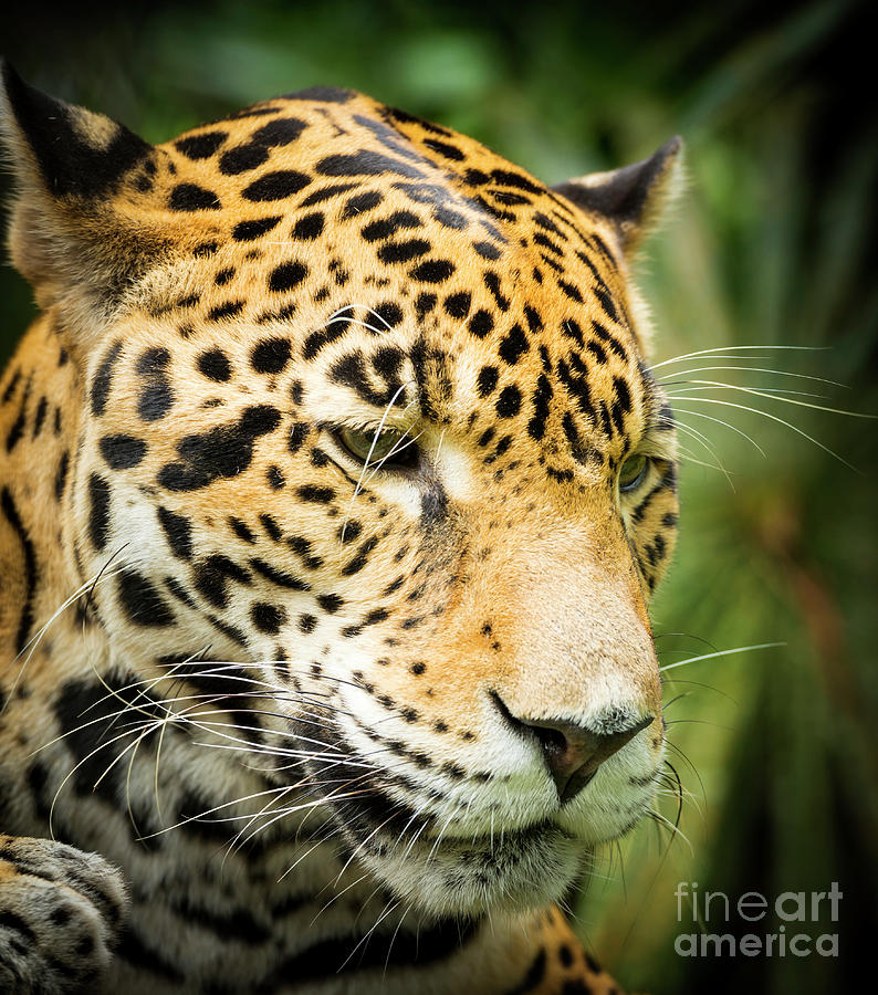 Jaguar Cat In Jungle Photograph by THP Creative | Fine Art America