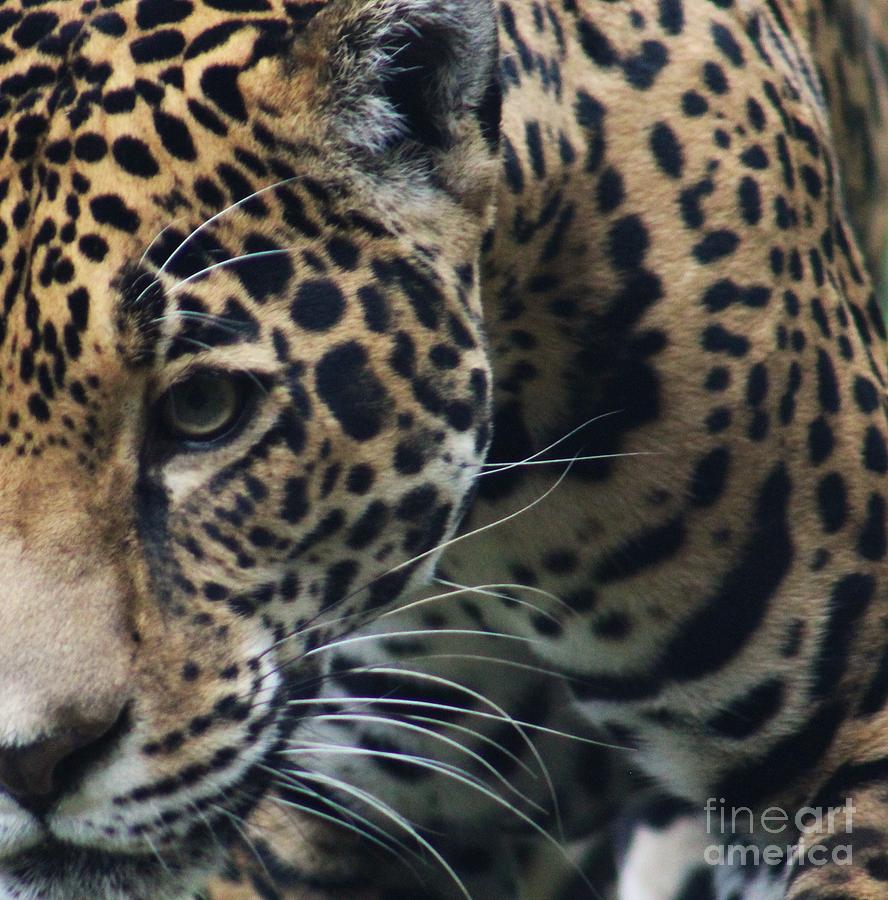 Jaguar Close Up by Lkb Art And Photography