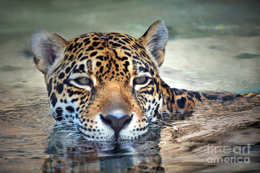 Nature Photograph - Jaguar Cooldown by Dan Holm