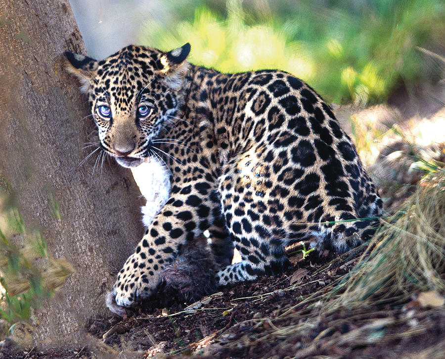 Jaguar Cub Portrait Against Tree Photograph by William Bitman