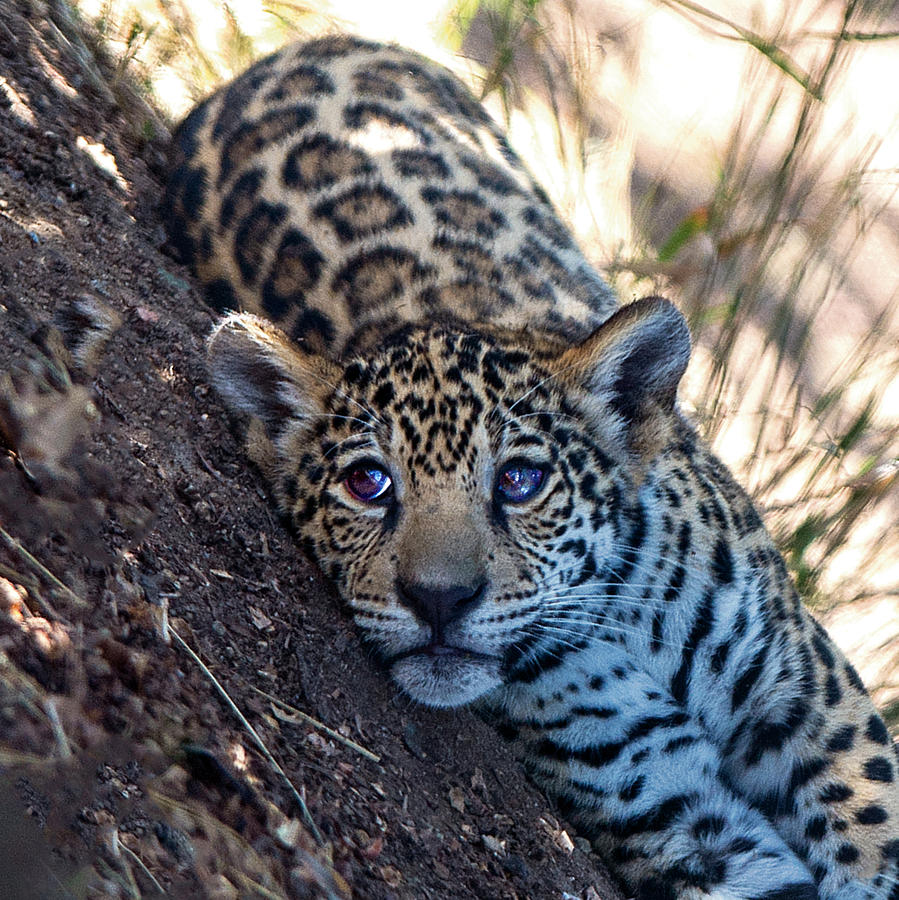 Jaguar Cub Portrait Photograph by William Bitman
