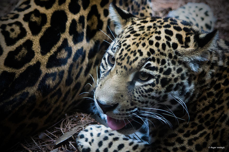 Wildlife Photograph - Jaguar Cub by Roger Wedegis