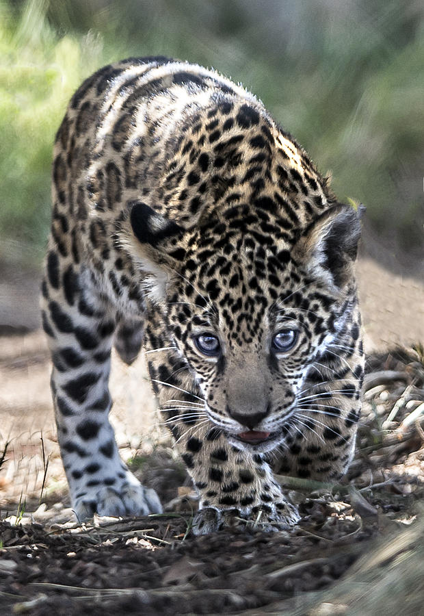 Jaguar Cub Walking Photograph by William Bitman