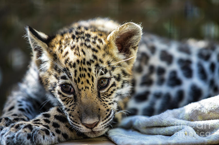 Jaguar Cub With A Blanket Photograph By Cj Park