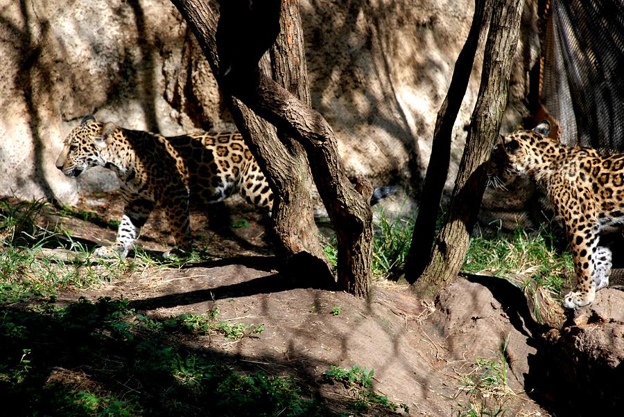 Jaguar Cubs Photograph by Kenny Glover