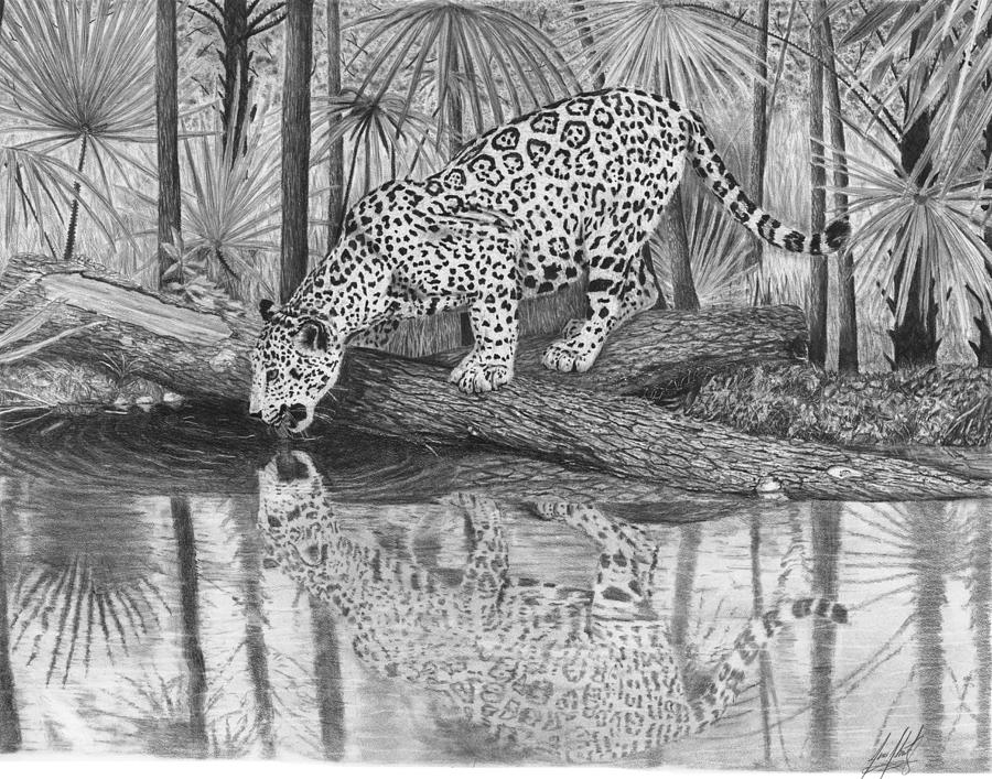Jaguar Drinking Water Drawing by James Schultz