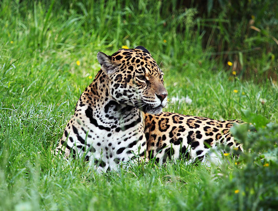 Wildlife Photograph - Jaguar by Ellen Henneke
