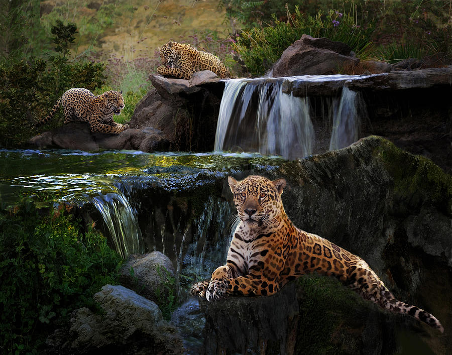 Jaguar Falls Photograph by Melinda Hughes-Berland