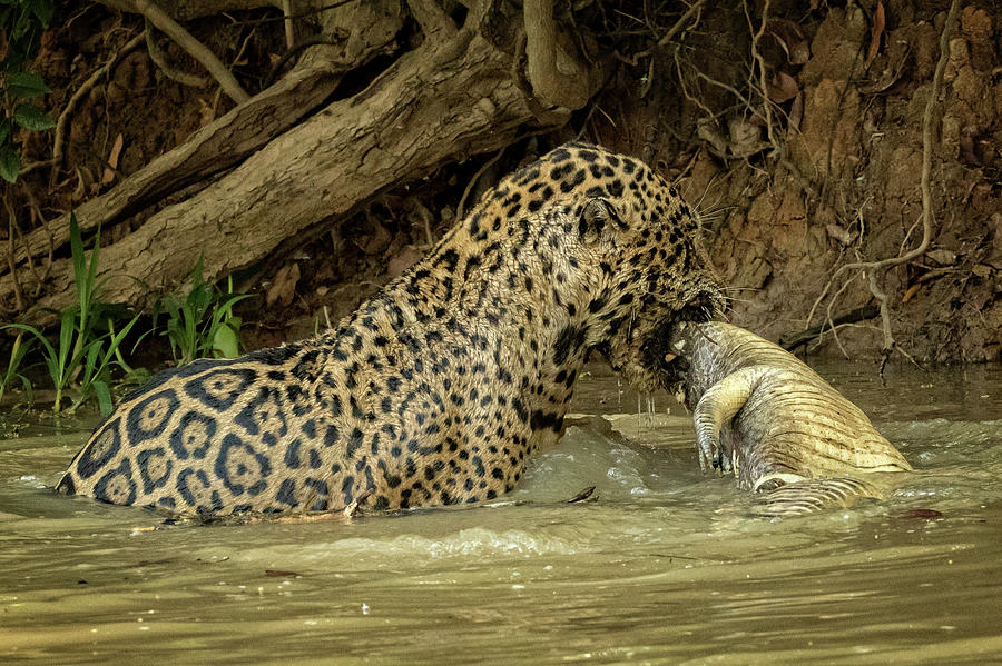 Jaguar hunt succeeds Photograph by Steven Upton