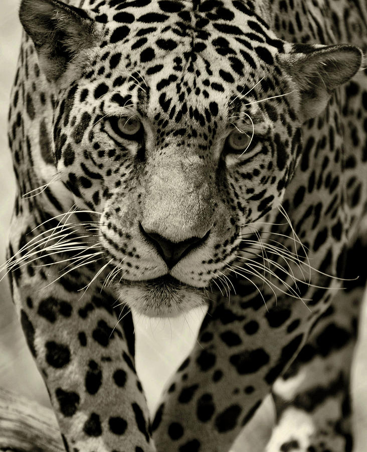 Jaguar in Black and White III Photograph by Sandy Keeton