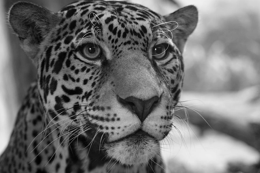 Jaguar in Black and White Photograph by Sandy Keeton