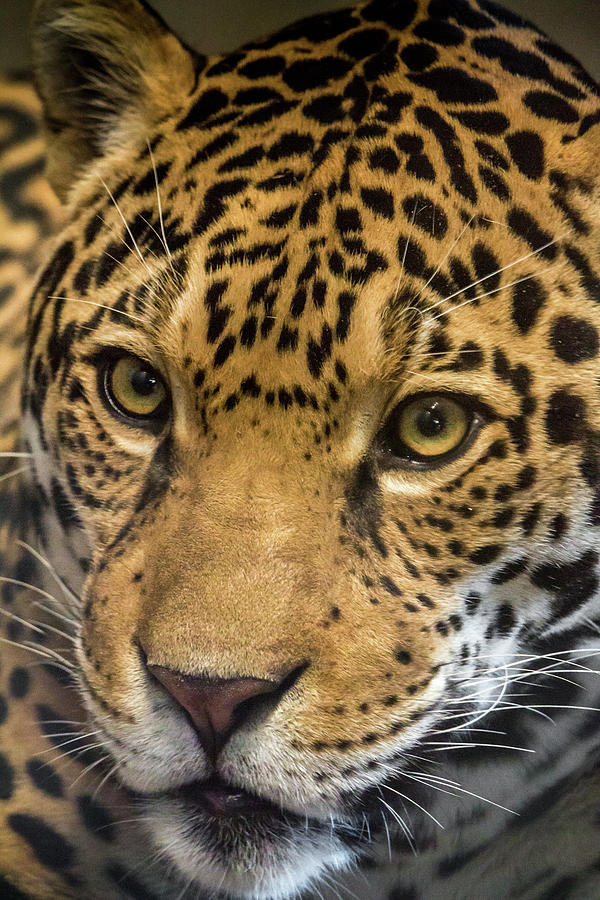 Jaguar in Color Photograph by Steven Jones - Fine Art America