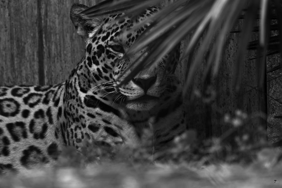 Jaguar In Hiding Photograph by Jason Blalock