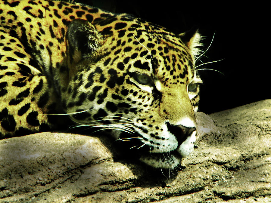 Jaguar In Low Key Photograph