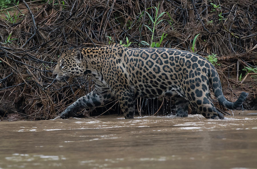 Jaguar in River Photograph by Wade Aiken
