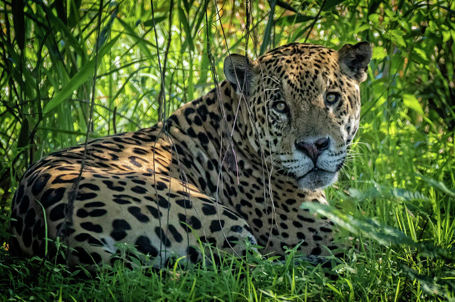 Jaguar in the shade Photograph by Steven Upton