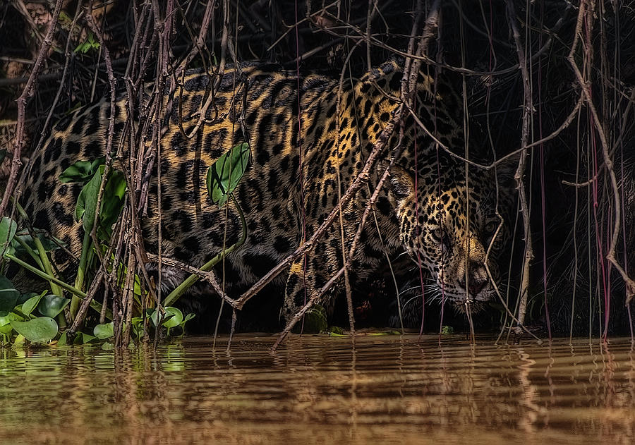 Jaguar in Vines Photograph by Wade Aiken