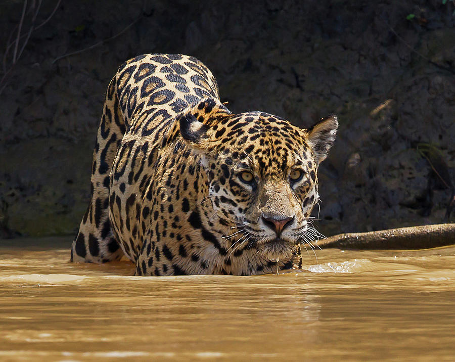 Jaguar Photograph by Jean-Luc Baron