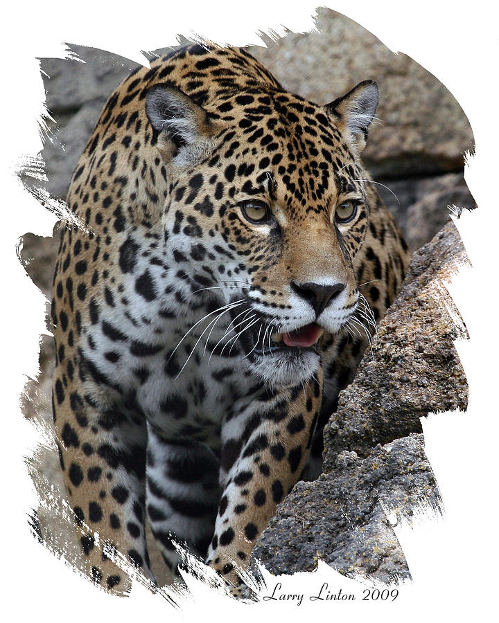 Jaguar Photograph by Larry Linton