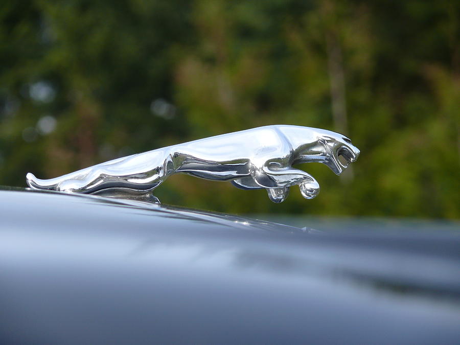 Jaguar Leaper Photograph by N Noname
